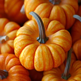 Close-up of Small Orange Pumpkins
