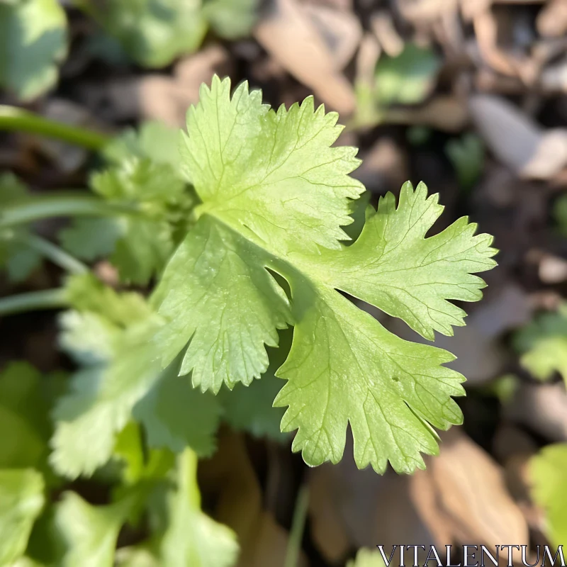 Detailed Cilantro Leaf
