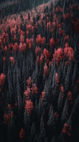 Red and Orange Autumn Forest from Above