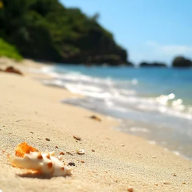 Coastal Still Life with Seashell