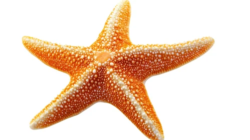 Orange Starfish Close-Up