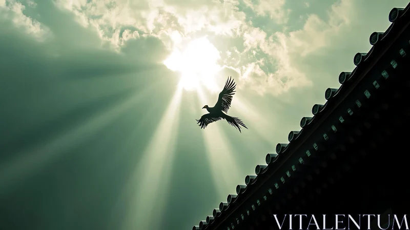 Soaring Bird: Light and Shadow