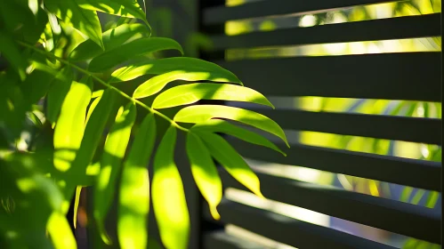 Leafy Sunlight Through Parallel Blinds