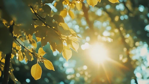 Sunlit Leaves in Forest