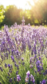Lavender Flowers bathed in Soft Sunlight