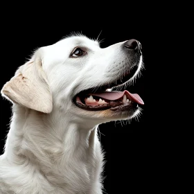 White Dog Portrait with Tongue Out