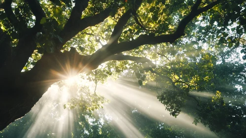 Sunshine Filtering Through Forest Trees