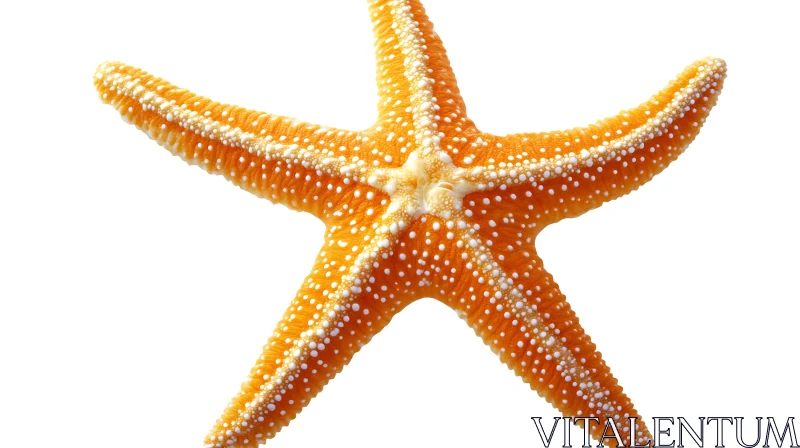 AI ART Five-Armed Starfish with White Spots