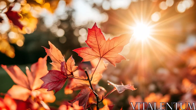 Sunlit Autumn Foliage AI Image