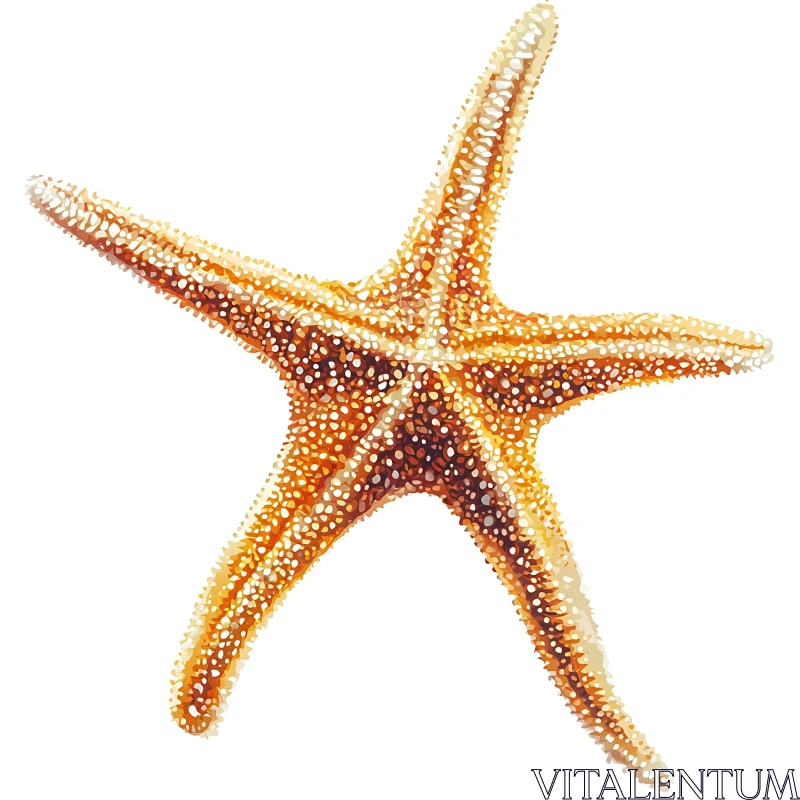 Orange and White Starfish Graphic