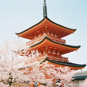 Traditional Pagoda and Cherry Blossoms in Japan