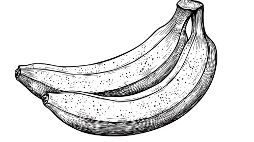 Three Bananas in Black and White Sketch