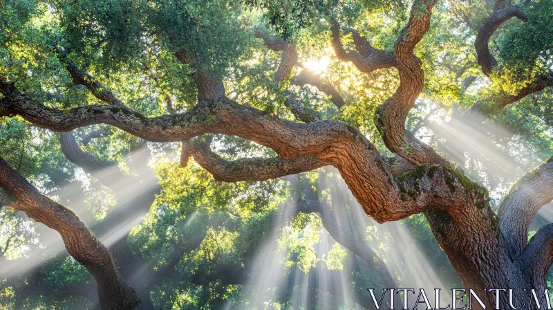 Ethereal Light through Forest Canopy AI Image