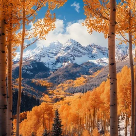 Snowy Peaks Through Golden Aspen Forest