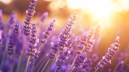 Purple Lavender Blossoms in Golden Evening Light