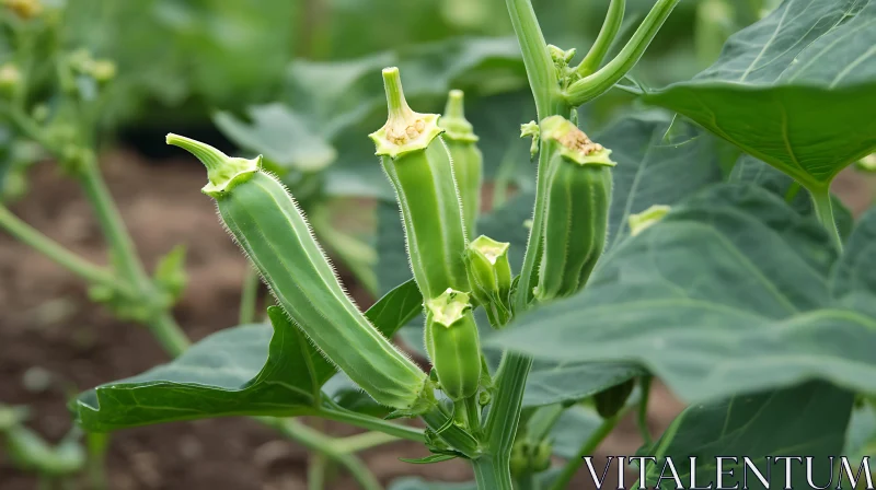 Vibrant Green Vegetable Garden