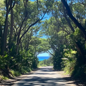 Forest Road Opening to Sea View