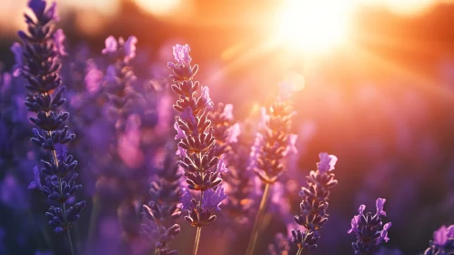 Lavender Flowers in Evening Sunlight