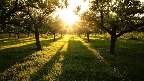 Sunlit Orchard with Trees and Shadows