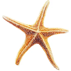 Orange and White Starfish Graphic