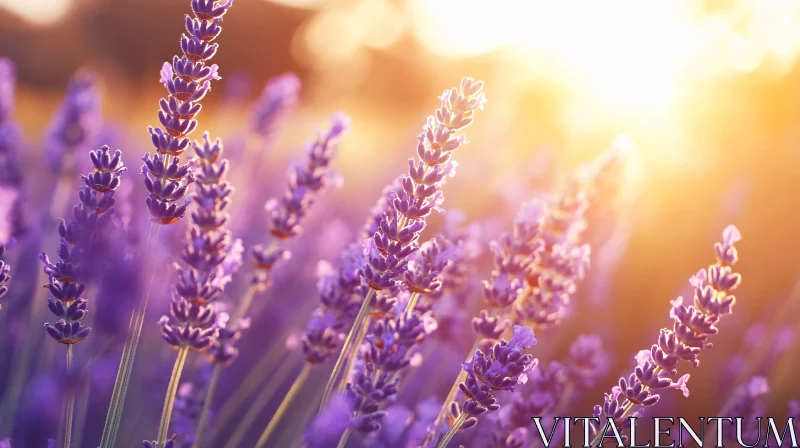 Purple Lavender Blossoms in Golden Evening Light AI Image