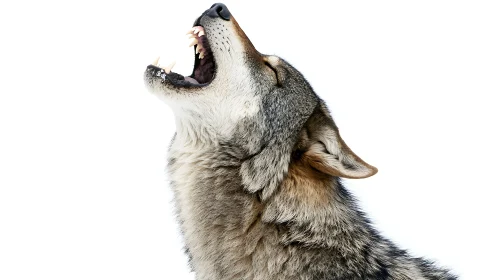 Grey Wolf in Full Howl