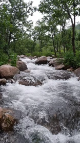 Serene River in a Forest Setting