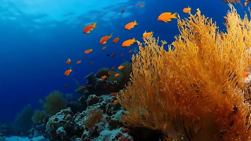 Marine Life: Fish and Coral Reef