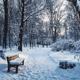 Tranquil Snowy Forest with Bench on Path