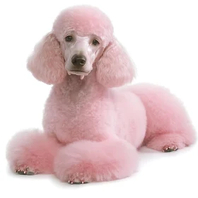 Stylish Pink Poodle with Fluffy Fur