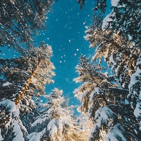 Magical Snowy Night in the Forest Beneath the Stars