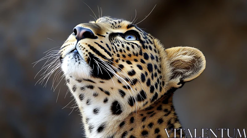 Close-Up of a Leopard Looking Up AI Image