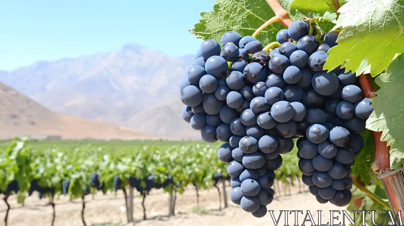 Sun-Kissed Grapes in a Picturesque Vineyard AI Image