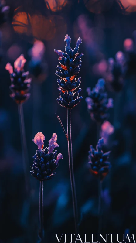 Lavender Blossoms at Dusk