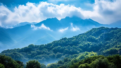 Misty Mountains and Forest View