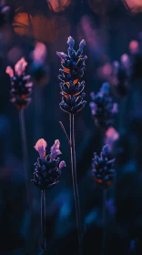 Lavender Blossoms at Dusk