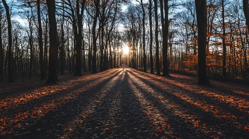 Rays of Light in the Quiet Forest