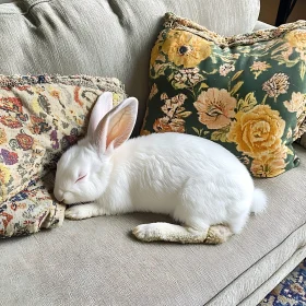 White Rabbit Sleeping on Floral Pillows