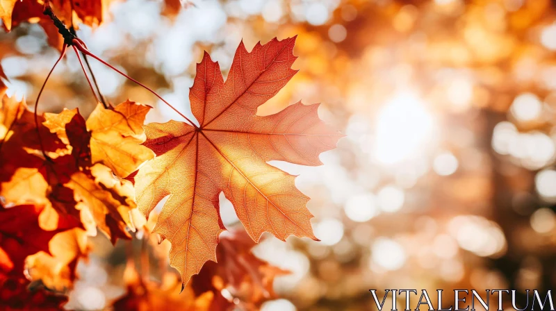 Autumn Maple Leaf Glowing in the Sun