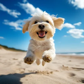 Energetic Puppy Enjoying the Beach