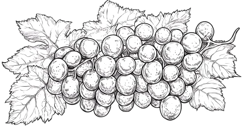 Monochrome Grapes and Leaves Line Art