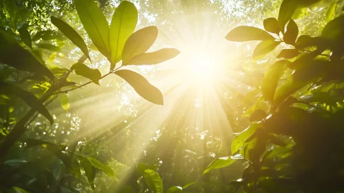 Radiant Sunlight in a Green Forest