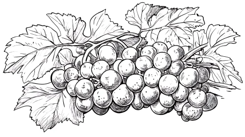 Monochrome Grape Bunch Line Art