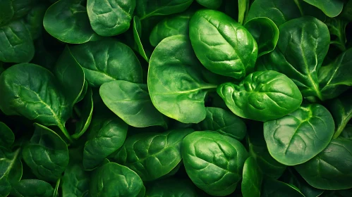 Fresh Green Spinach Leaves Abundance