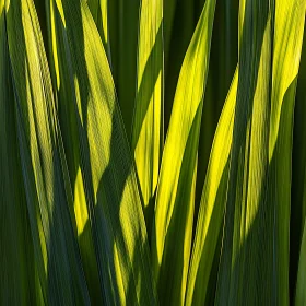 Sunlit Green Leaves Close-Up