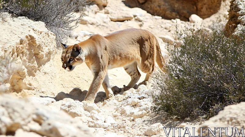 Cougar on the Prowl AI Image