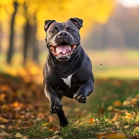 Happy Black Dog in Autumn