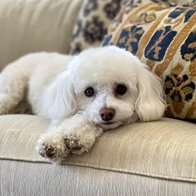 Cute White Dog Resting on a Sofa