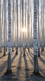 Winter Birch Trees with Sunlight