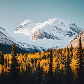 Mountain Forest Landscape